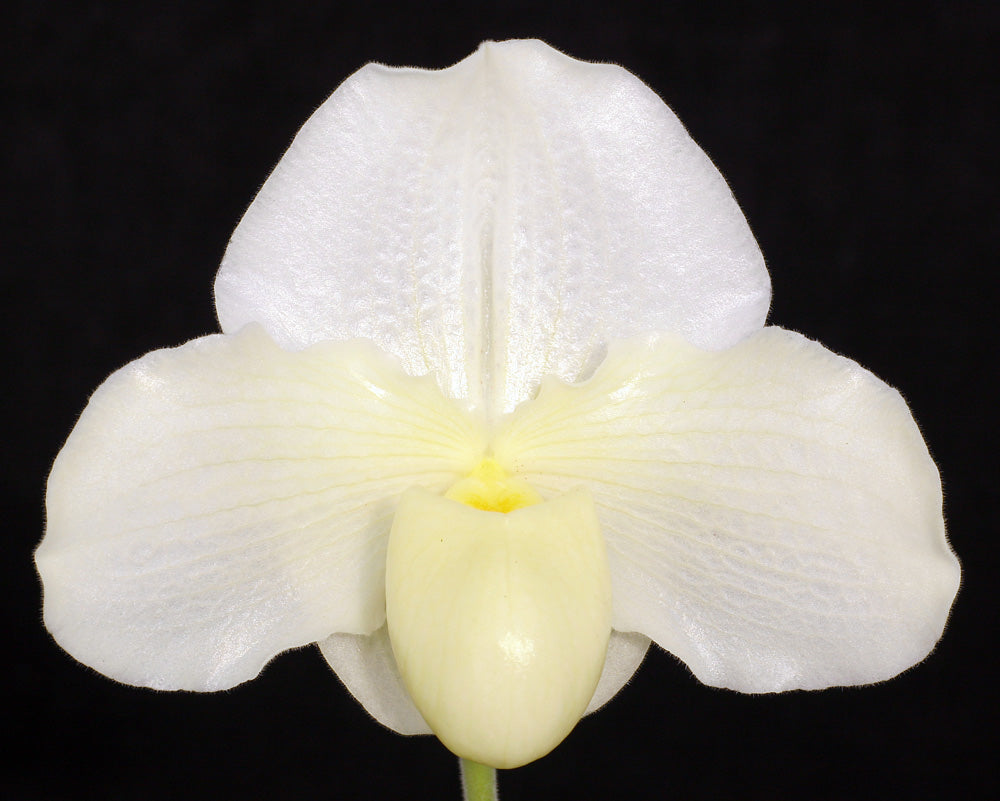 White orchid flower against a black background of Paphiopedilum Wharton Sinkler ‘Angel’s Flight’