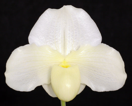 White orchid flower against a black background of Paphiopedilum Wharton Sinkler ‘Angel’s Flight’