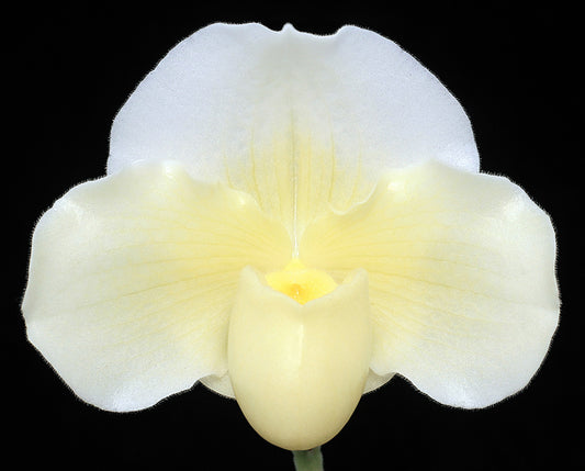White orchid flower on a black background of Paphiopedilum Wharton Sinkler ‘White Queen’ AM/AOS