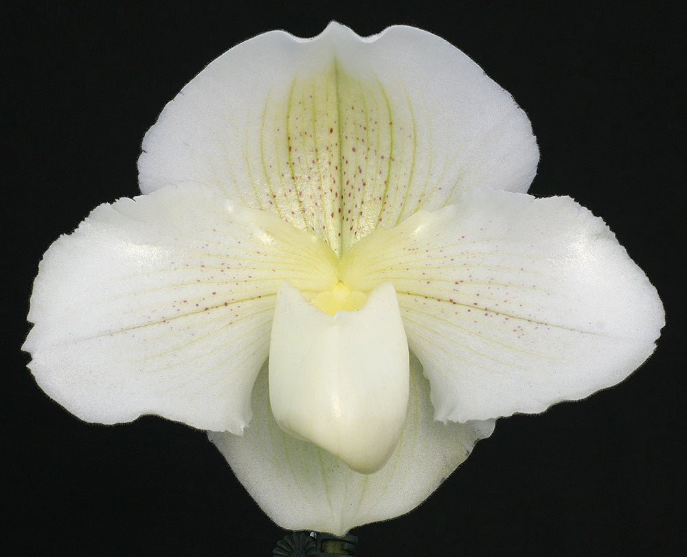 Complex paphiopedilum hybrid cultivar of Paphiopedilum White Dominion ‘Princess’