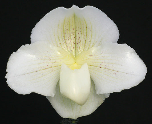 Complex paphiopedilum hybrid cultivar of Paphiopedilum White Dominion ‘Princess’