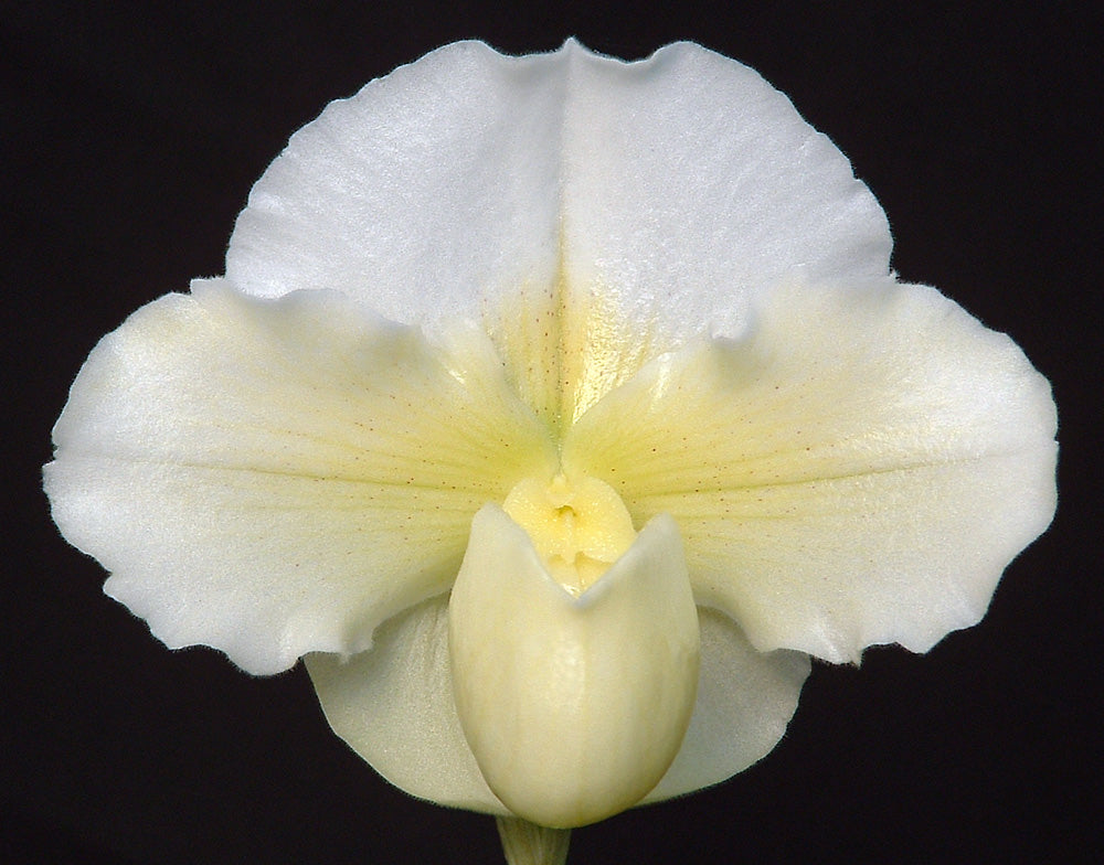 Complex paphiopedilum hybrid cultivar of Paphiopedilum White Eclipse ‘Virgin Moon’