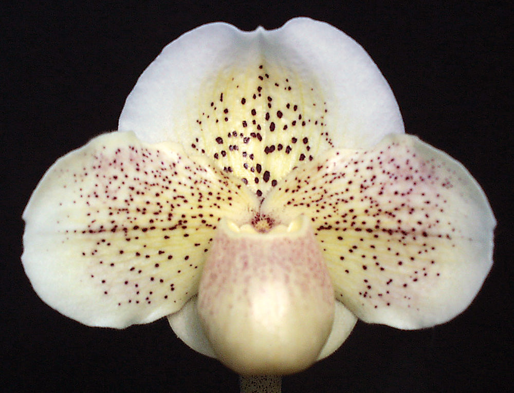 Close-up of a white orchid with brown spots on a black background