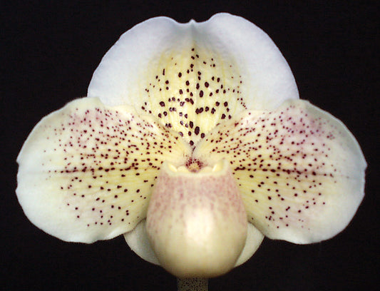Close-up of a white orchid with brown spots on a black background