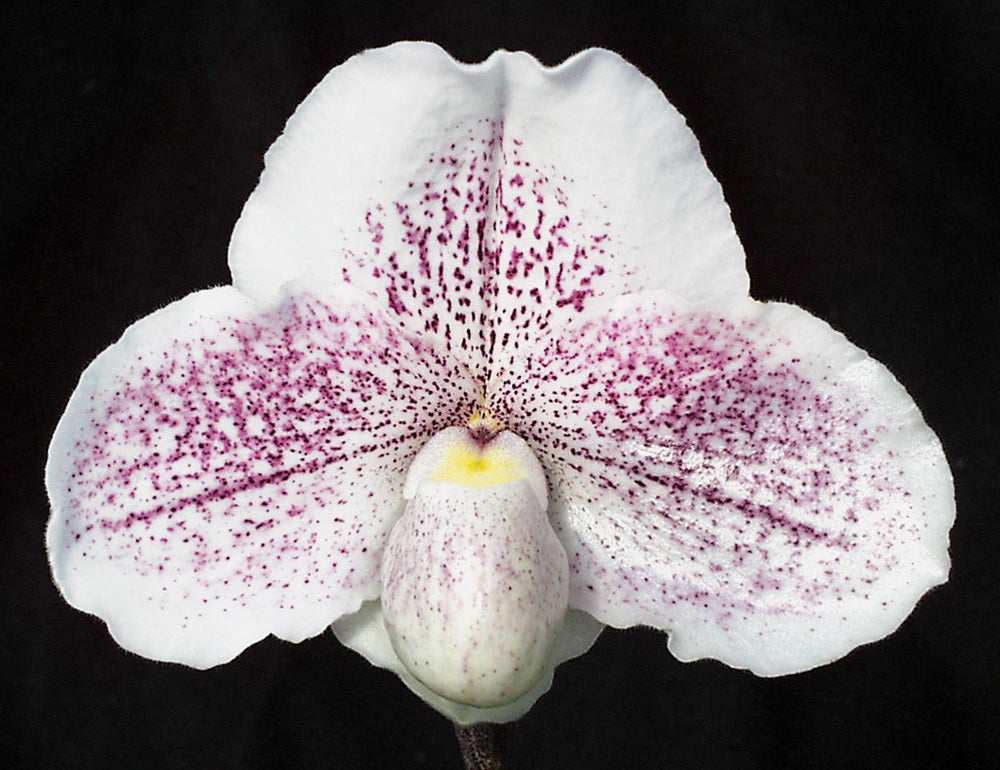White orchid with pink speckles on a black background
