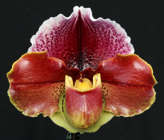 Paphiopedilum White Shimmer 'Dreamer' x Thunder Cat 'Powerhouse'