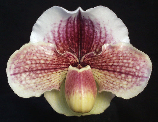 Close-up of a pink and white orchid with a dark background