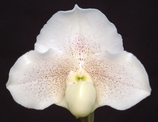 White orchid with pink speckles on a black background