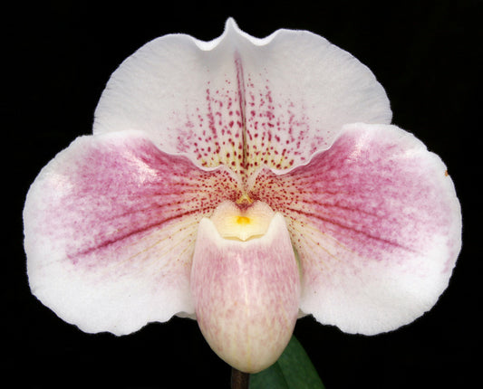 Close-up of a pink and white orchid flower against a black background
