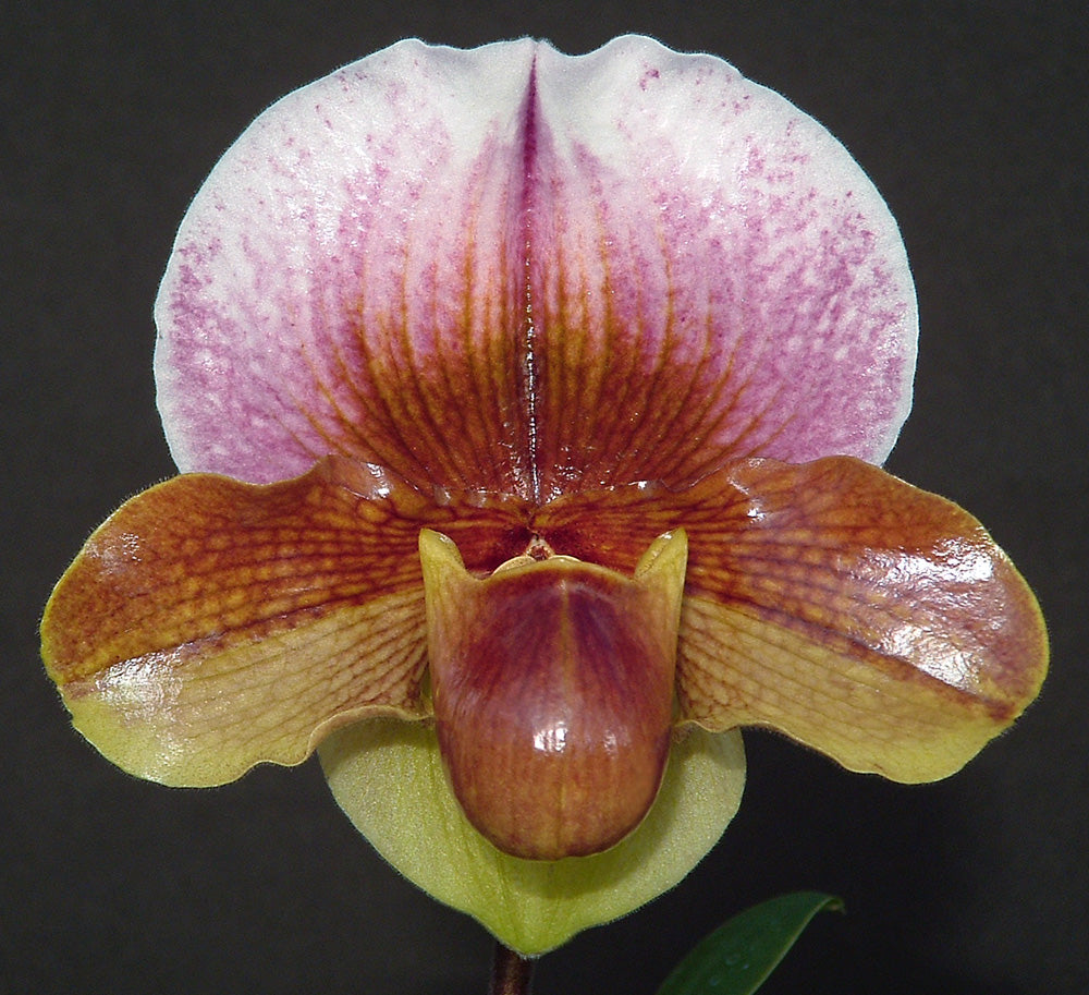 A Paphiopedilum Woodrose orchid flower with a pattern of pink, brown, and white on its petals.