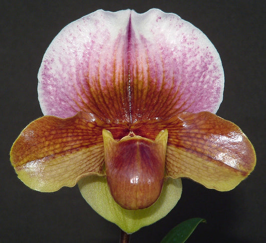 A Paphiopedilum Woodrose orchid flower with a pattern of pink, brown, and white on its petals.