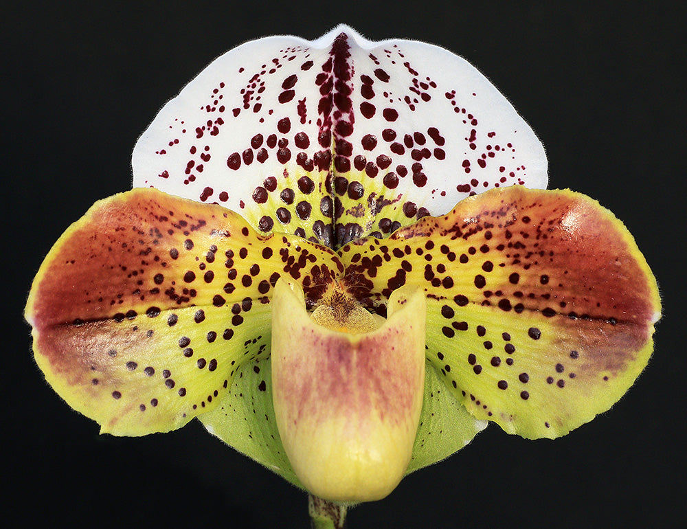 Complex paphiopedilum hybrid cultivar of Paphiopedilum (Woodruff x Kinzua) 'Defiance' x Space Shuttle 'Powerhouse'