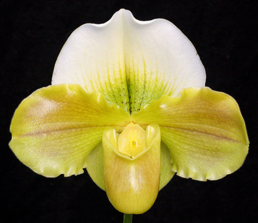 Complex paphiopedilum hybrid cultivar of  Paphiopedilum Yerba Nueva 'San Carlos' HCC/AOS x Kayday 'Primo'