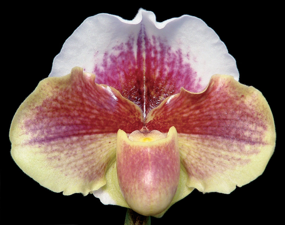 Paphiopedilum Pink Legacy 'Mystic Moon' x Pink Queen 'Supreme'