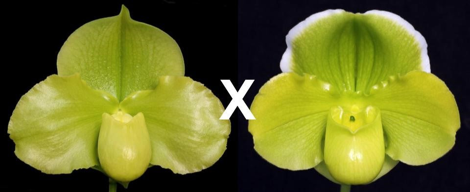 Paphiopedilum Po Tree 'Titan's Gold' x Mem. Robert Weltz 'Enchanted Orb'