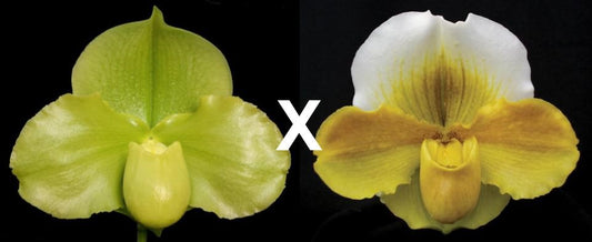 Paphiopedilum Po Tree 'Titan's Gold' x Alchemy 'Titanic'