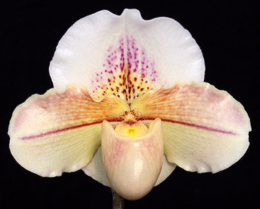 Paphiopedilum Ruth Wright 'Aurora' HCC/AOS x Skip Bartlett 'White Pepper' HCC