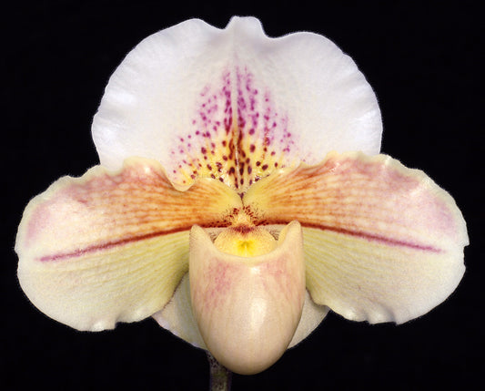 Paphiopedilum Ruth Wright 'Aurora' HCC/AOS x Skip Bartlett 'White Pepper' HCC