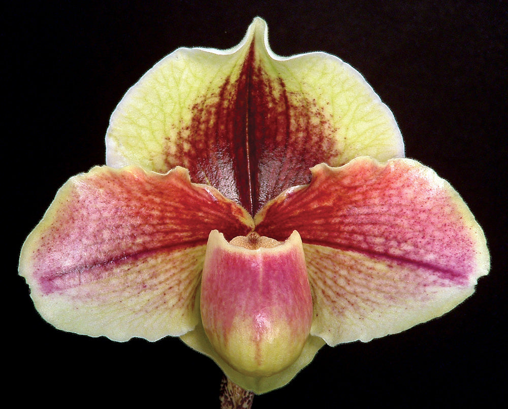 Paphiopedilum Ruth Wright 'Aurora' HCC/AOS x White Legacy 'Roundness'