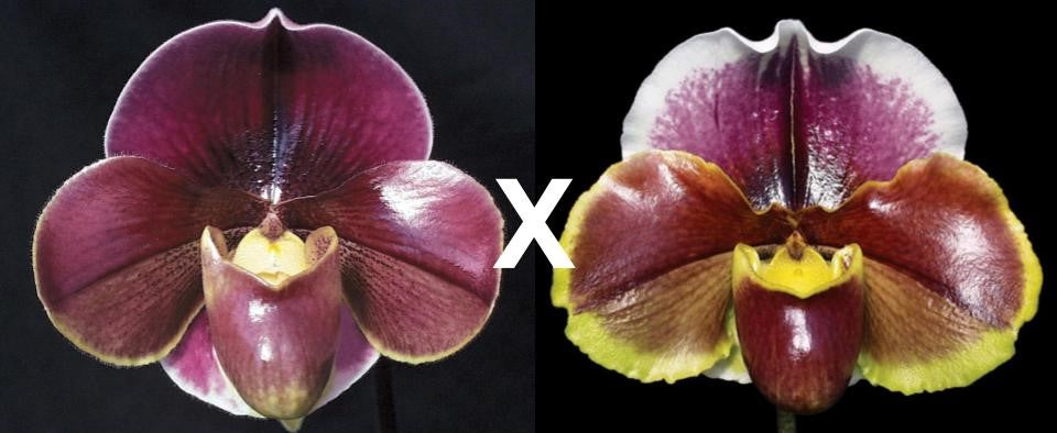 Complex paphiopedilum hybrid cultivars of Startler ‘Glace’ and Red Dominion ‘Perfection’ shown in flower side by side