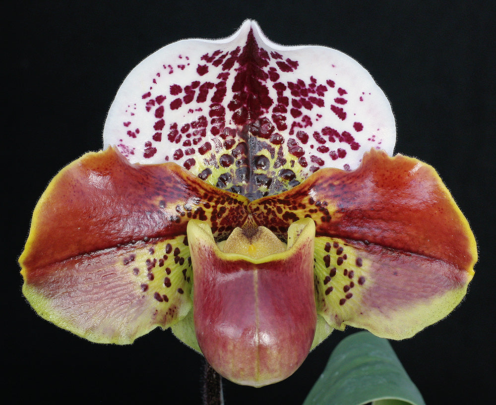 Paphiopedilum Thunder Cat 'Powerhouse' x Kimura's Present 'Papa Aroha'