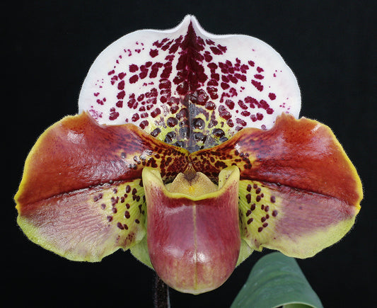 Paphiopedilum Thunder Cat 'Powerhouse' x Kimura's Present 'Papa Aroha'