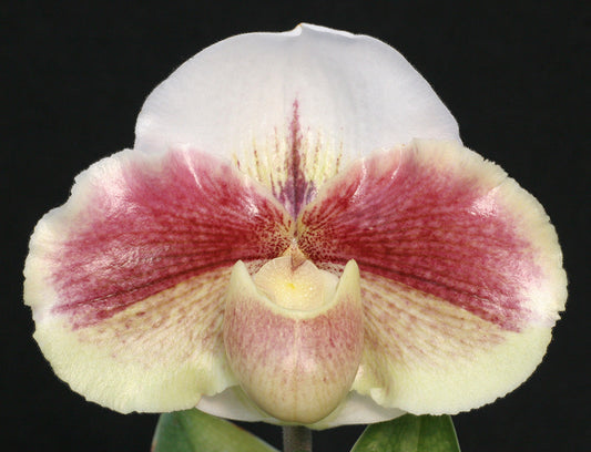 Paphiopedilum Next Generation 'Amazon King' x Winter Star 'Perfection' AM/AOS