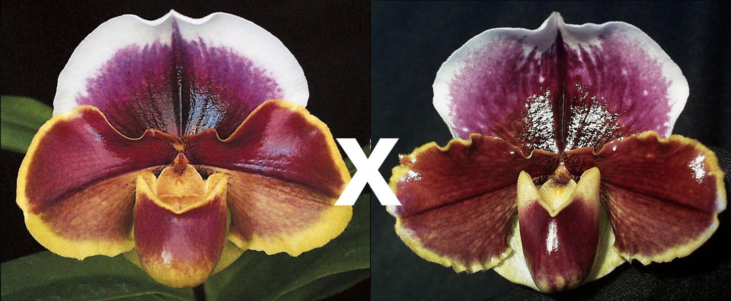 Complex paphiopedilum hybrid cultivars shown in flower side by side of Treasure Chest 'Shadowlands' x Amanda 'Joyance' AM/RHS