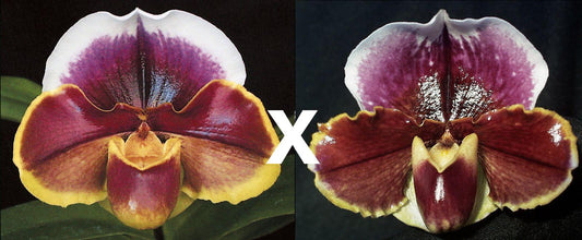 Complex paphiopedilum hybrid cultivars shown in flower side by side of Treasure Chest 'Shadowlands' x Amanda 'Joyance' AM/RHS