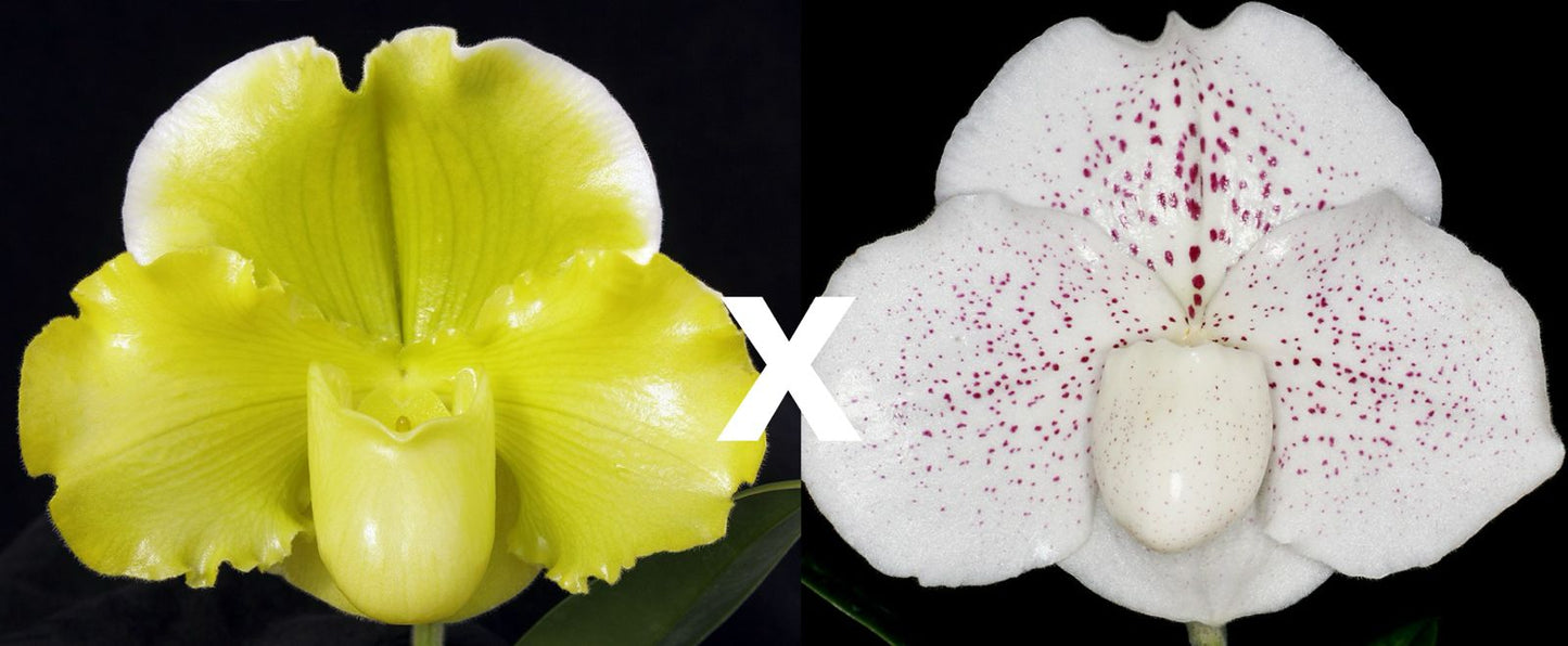 Paphiopedilum Ice Age