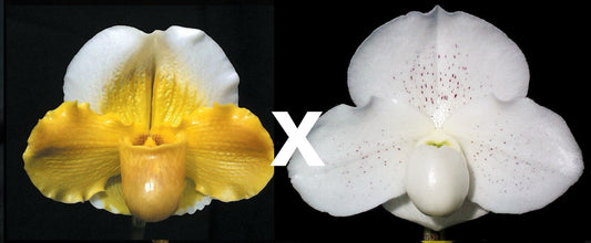 Paphiopedilum Via Muchos Ninos 'Full Moon' HCC/AOS x (Meadowgreen x Pixie Dust) 'Angelic Light'