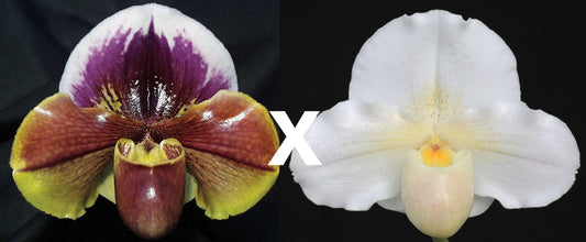 Paphiopedilum Paeony x Steel White