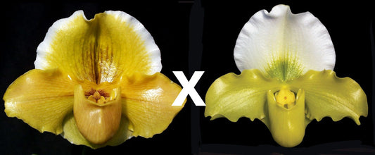 Paph. Donna Hanes 'Papa Aroha' x Yerba Nueva 'San Carlos' HCC/AOS