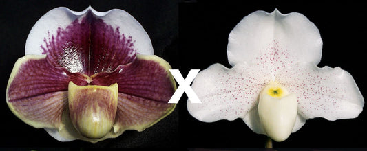 Paph. Seduction 'Charmer' x Skip Bartlett 'White Pepper'