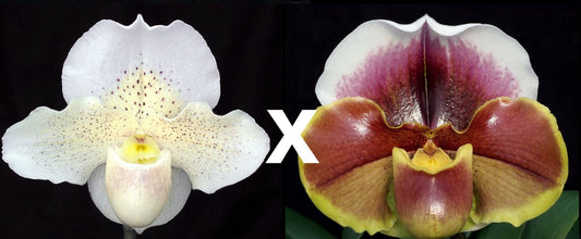 Paph. Glacier Creek 'Maybrook' x Amanda 'Joyance' AM/RHS