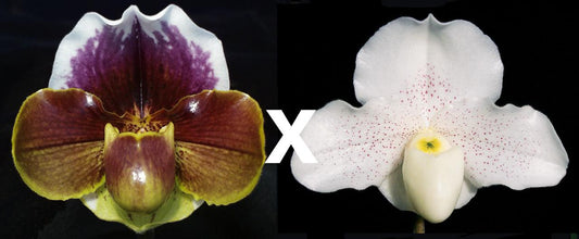 Paph. Personella 'Purity' x Skip Bartlett 'White Pepper' HCC