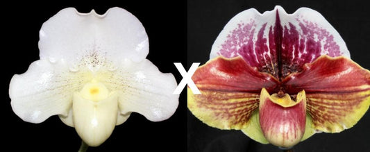 Paphiopedilum Knight's Tale