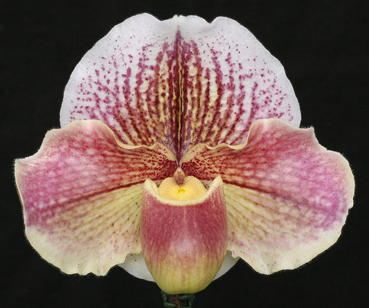 Paphiopedilum White Legacy 'Moonchild' HCC/AOS x Red Dominion 'Majesty'