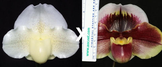 Paphiopedilum White Queen 'Enchanted Moon' HCC/AOS x (Amandahill x Calif. Girl) 'Red Moon Rising'