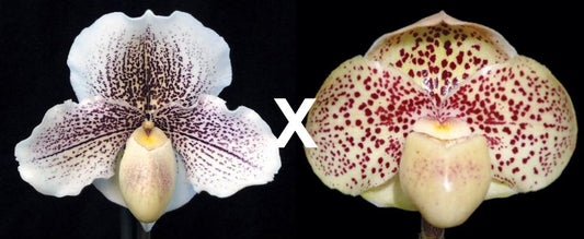 Paphiopedilum Fantasy