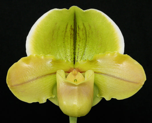 Paphiopedilum Yerba Nueva 'San Carlos' HCC/AOS x Gege Hughes 'Harvest Moon' AM/AOS